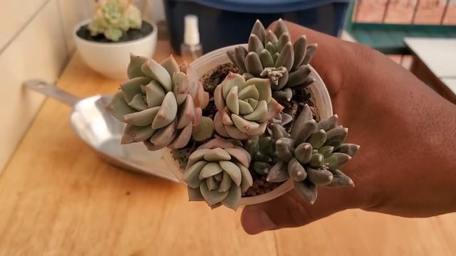 Mi nueva COLECCIÓN DE SUCULENTAS | Cómo iniciar desde Cero con tu jardín suculento | Parte 3 😉👌 смотреть онлайн