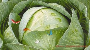 Капуста белокочанная Сибирячка (sibiryachka) ? Сибирячка обзор: как сажать, семена капусты Сибирячк