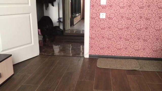 Собираемся на прогулку. Умная собака. Послушание. Найс-суперпес. Лабрадор. смотреть онлайн