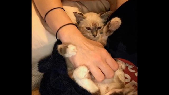 Этот котёнок находился в плачевном состоянии #животгные #спасение #заботаоживотных