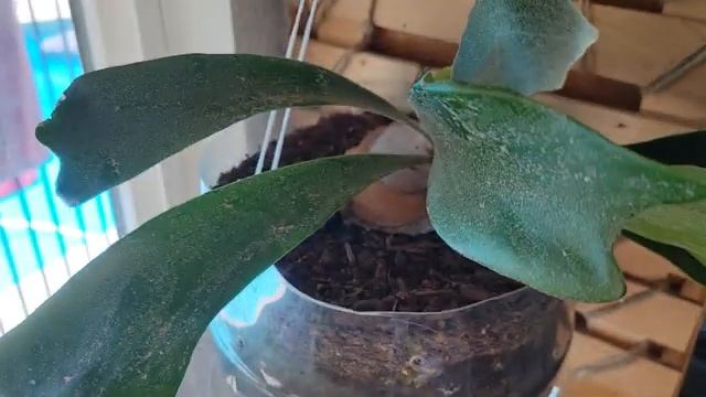 История моего Платицериум  лосерогий.Platycerium bifurcatum.Уход посадка и полив.