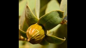 Масло жожоба и его применение