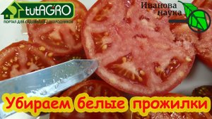 4 ПРИЧИНЫ БЕЛЫХ ПРОЖИЛОК и НЕВКУСНЫХ ТОМАТОВ. Убираем все причины сразу!