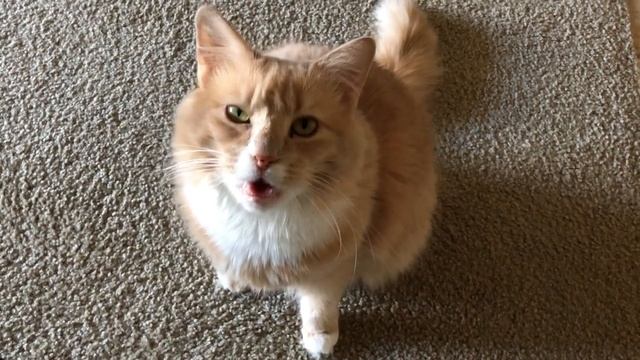 Catseltongue 101: At the bakery complaining about that loaf of bread смотреть онлайн