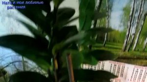 Комнатные растения // Обзор простых в уходе растений-мало заботы, много радости !!