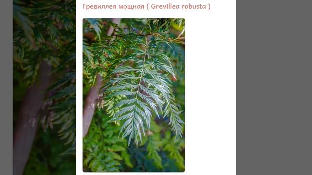 Гревиллея мощная  Grevillea robusta  купить продажа