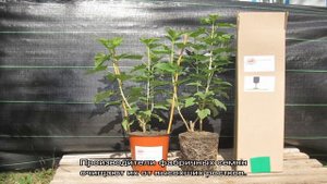 Выращиваем и собираем семена моркови