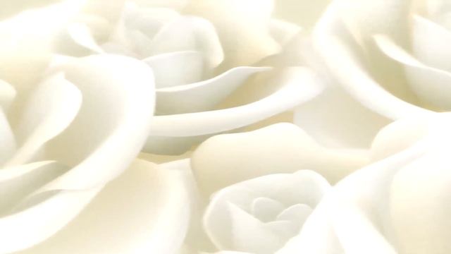 Белая роза фоновый футаж смотреть онлайн