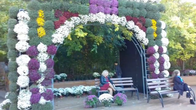 Фесттваль хризантем в Одессе смотреть онлайн