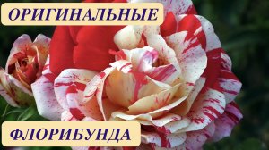 РОЗЫ ФЛОРИБУНДА. ОРИГИНАЛЬНАЯ ОКРАСКА И ФОРМА ЦВЕТОВ. Beautiful roses. Floribunda. ДАЧНЫЙ КРЕАТИВ.