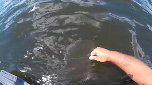 Отличная рыбалка с лодки . На кормушку и соску .