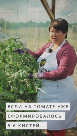 Вершкование томатов - оно Вам надо? #дача #огород #сад #овощи #лето #garden #томаты #помидоры