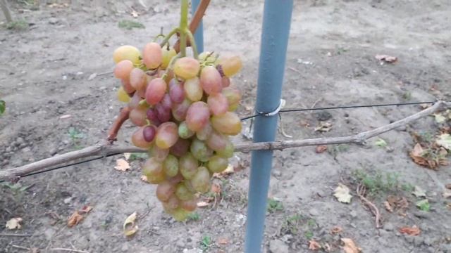 Виноград Юлиан. смотреть онлайн