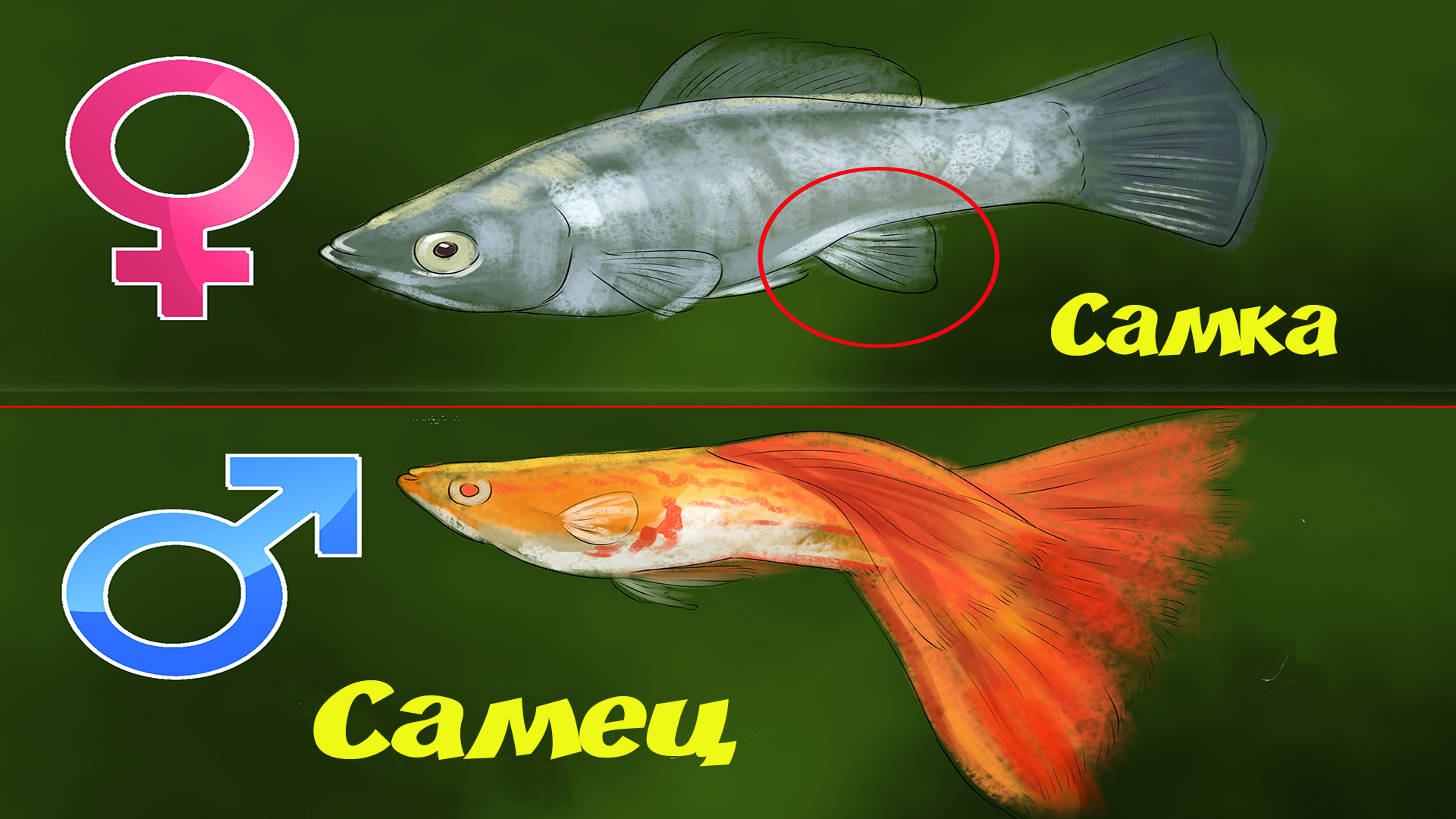 Рыбка петушок как отличить самку от самца