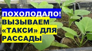 Похолодало! Вызываем "такси" для рассадыIt's getting colder Calling a taxi for seedlings