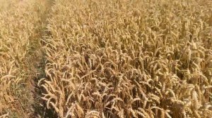 Озимая пшеница. Эмиль. 80-100ц.