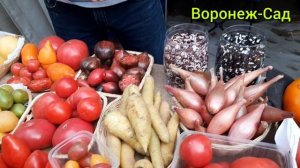 Сорта ТОМАТОВ | Фестиваль "Город-Сад" Воронеж 2021 год | Парк Динамо