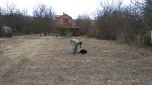Дрессировка Восточно-европейской овчарки