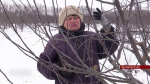 На Орловской плодово-ягодной станции начали обрезку яблонь.