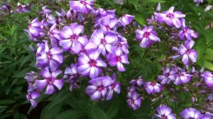 Флокс МАРГРИ - обзор, описание, цветение, отзыв.