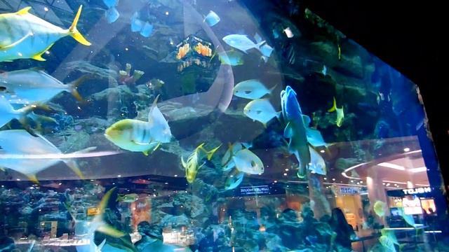 Огромный аквариум с океаническими рыбками в ТРЦ Ocean Plaza смотреть онлайн