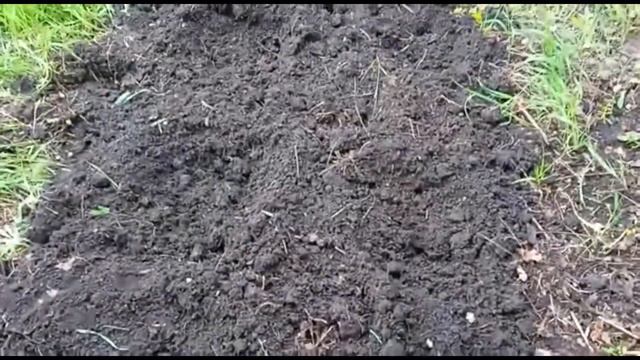 как высадить рассаду чуфы(земляного миндаля) в открытый грунт