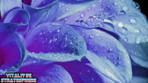 Vitaliy Be - Stratosphere Beautiful Flowers Collection цветы
