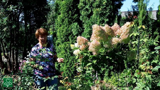 Гортензия ФАНТОМ. Советы от Светланы. смотреть онлайн