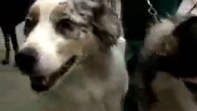 Dog Sitter Video 2 смотреть онлайн