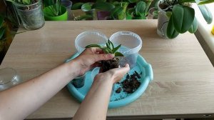 Дендробиум Berry Oda, описание, посадка и уход