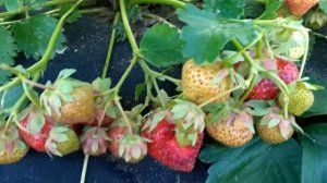 КЛУБНИКА В ПОДМОСКОВЬЕ:САЛЬСА! +79067417937