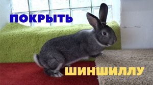 Результат раннего покрытия кроликов Большая Шиншилла. В каком возрасте подсаживать к самцу