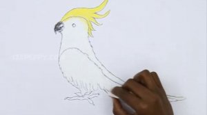 How to Draw a Cockatiel