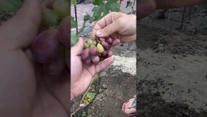 Виноград Джокер, Пандора и тд. В гостях у друга Романа. Канал Виноград Дона!.