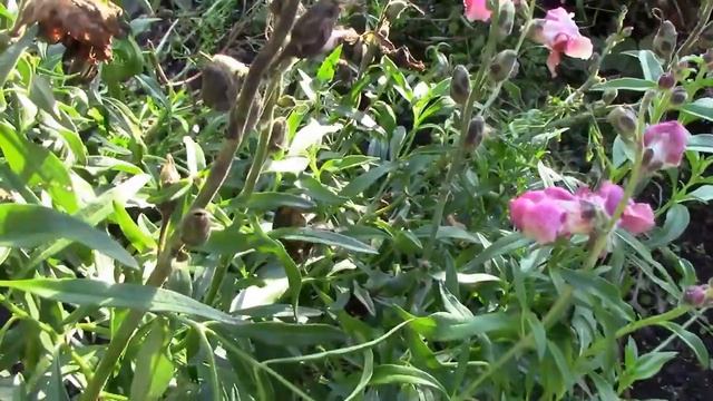 Самые Хладостойкие Цветы Однолетники. Ода Львиному Зеву