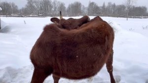 Почему корова на цепи? Содержание коровы.