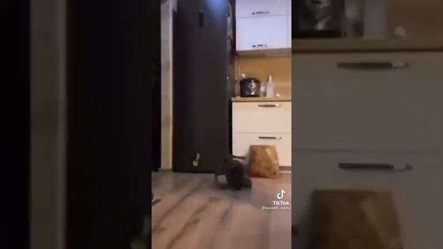 Кот показывает брейк данс))) смотреть онлайн