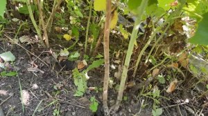 Малина Ремонтантная станет крупная Малина начнет плодоносить с новой силой!