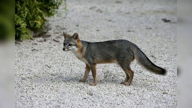 Хитрые лисы выдают себя за американских львов смотреть онлайн
