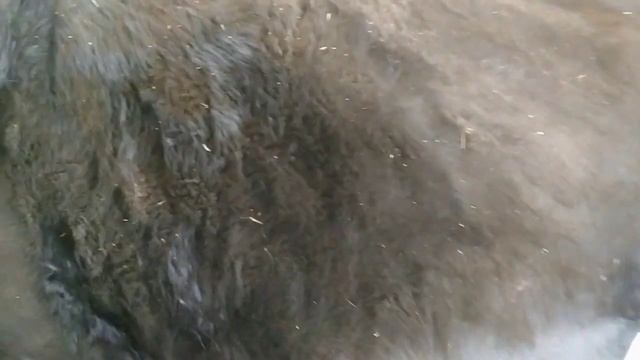 ПОДГОТОВКА КОРОВЫ К ОТЕЛУ//КАК ПОНЯТЬ ЧТО ОТЕЛ СОВСЕМ БЛИЗКО смотреть онлайн