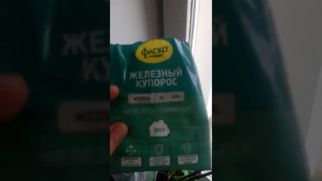 Шелковица (Тутовник). Хлороз