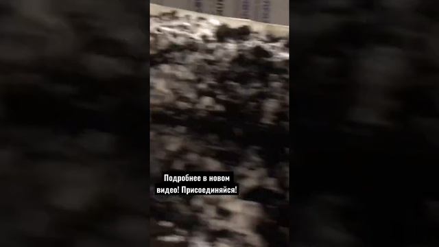 Начало роста шампиньонов! Полное видео уже на канале!