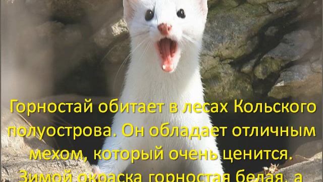 Полина Сычева. Природа родного края смотреть онлайн