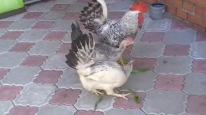 БОРКОВСКАЯ БАРВИСТА // ПТИЦА