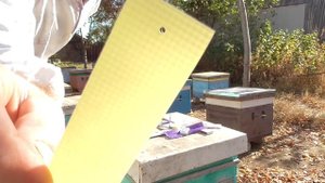 Осенняя обработка пчел против клеща.