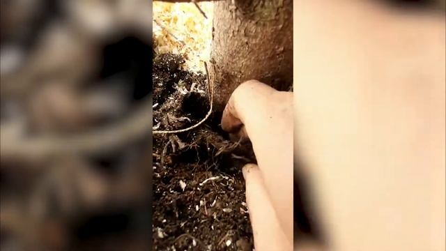 Спасаем елку смотреть онлайн