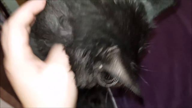 Кошачьих ушек милый силуэт.
