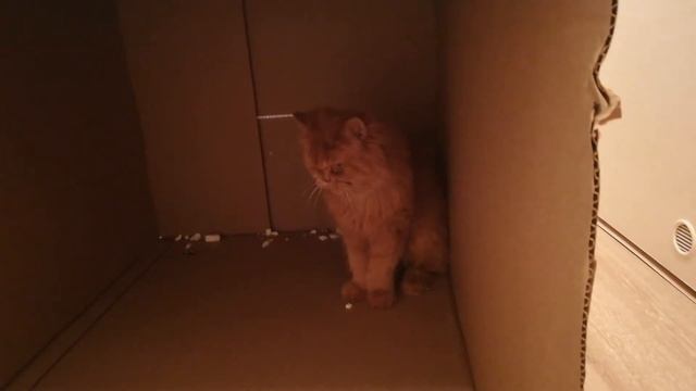 Большая коробка, а в ней кошка смотреть онлайн