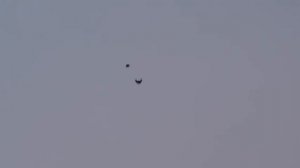 Серпасто-выворотные голуби в г.Краснодоне