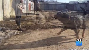 Ротвейлер Нора. Тренировка.